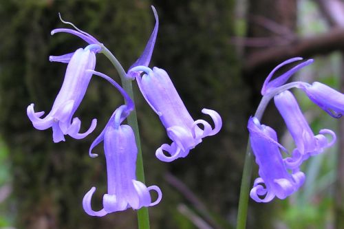 Randonnées et flore des Alpes