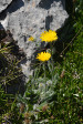 fleurs hautes-alpes Hieracium piliferum Eperviere-poilue Asteracees 