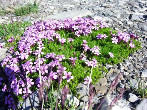 FLOREALPES : Silene acaulis subsp. bryoides / Silène fausse Mousse /  Caryophyllaceae / Fiche détaillée Fleurs des Hautes-Alpes