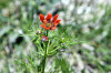 Adonis aestivalis