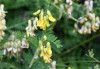 Astragalus penduliflorus
