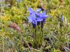 Gentianopsis ciliata