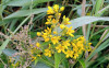 Lysimachia vulgaris