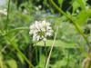 Dipsacus pilosus