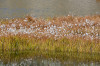 paysage hautes-alpes Lac-Blanchet-inferieur - Queyras - Saint-Veran - Lac-Blanchet-inferieur