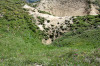 paysage hautes-alpes Crete-de-Terres-Blanches - Queyras - Arvieux - Crete-de-Terres-Blanches